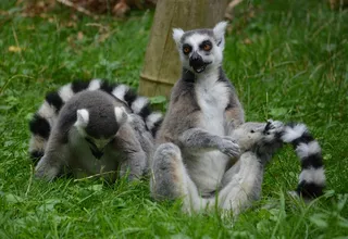 两只可爱猫鼬图片