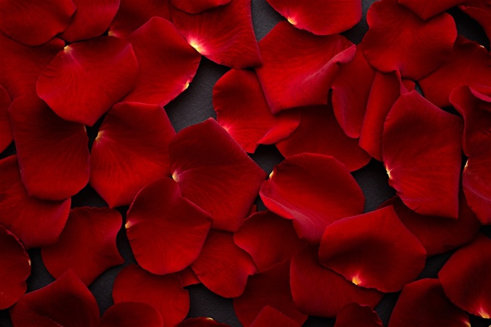 美丽的红色玫瑰花瓣背景