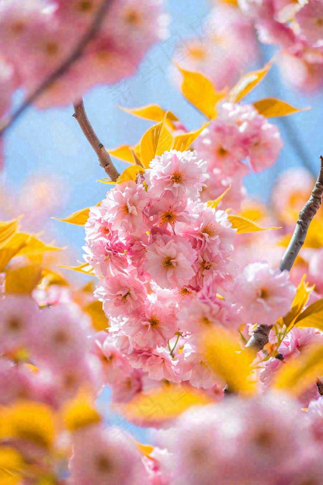 春天蓝天清新粉红桃花花朵树枝嫩叶，立春摄影图(896x1344)