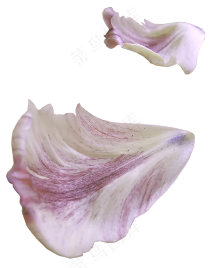 花瓣花朵免扣图片 
