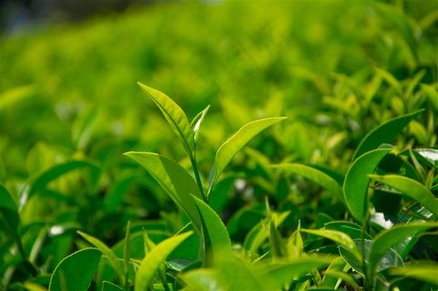 植物幼芽绿叶特写