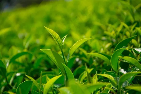 植物幼芽绿叶特写 植物幼芽绿叶特写