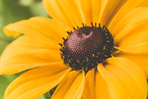 好看的向日葵微距图片