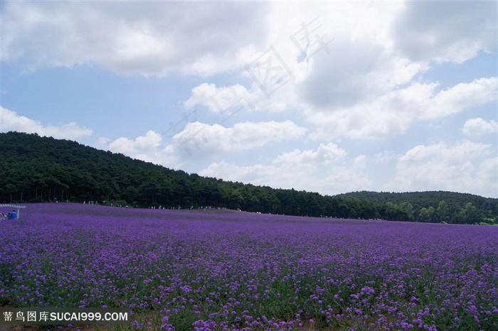 高清薰衣草花海鲜花图片