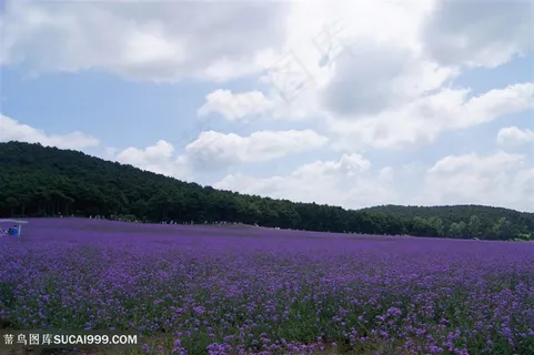 高清薰衣草花海鲜花图片 高清薰衣草花海鲜花图片