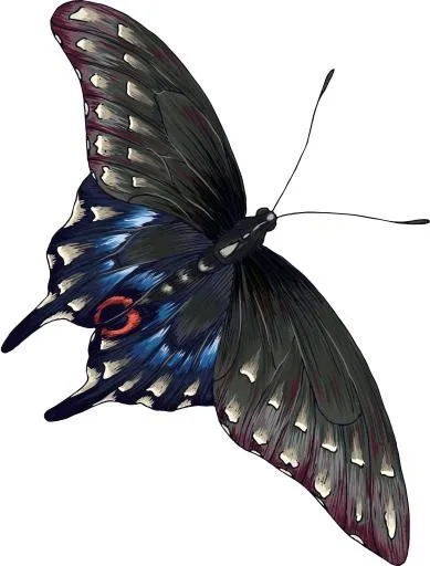 灰色蝴蝶 PNG免抠(4756x6254)