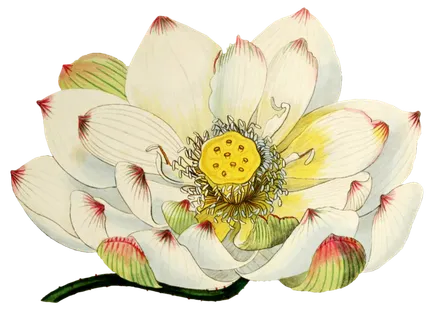 复古手绘植物花卉玫瑰花PNG免扣图案高清图片PS设计素材图 复古手绘植物花卉玫瑰花PNG免扣图案高清图片PS设计素材图