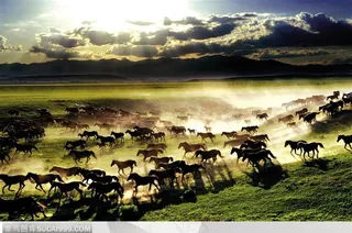 蓝天下奔跑的马群