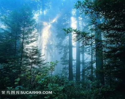 树林中间透过阳光风景图片