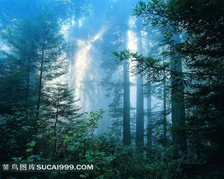 树林中间透过阳光风景图片