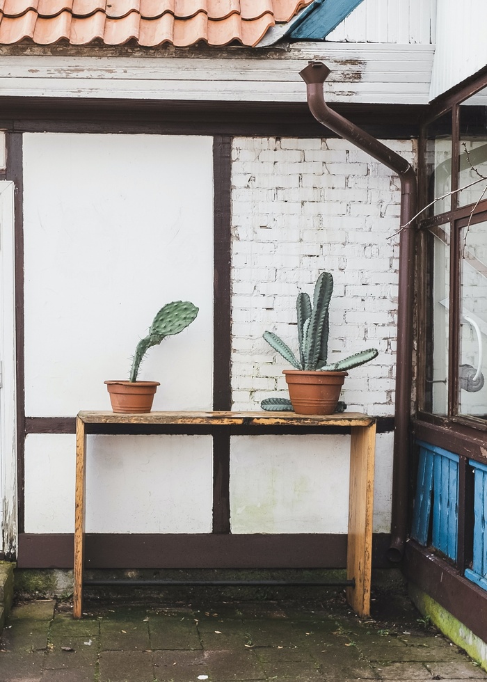 绿色仙人掌仙人球摄影素材