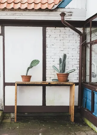 绿色仙人掌仙人球摄影素材