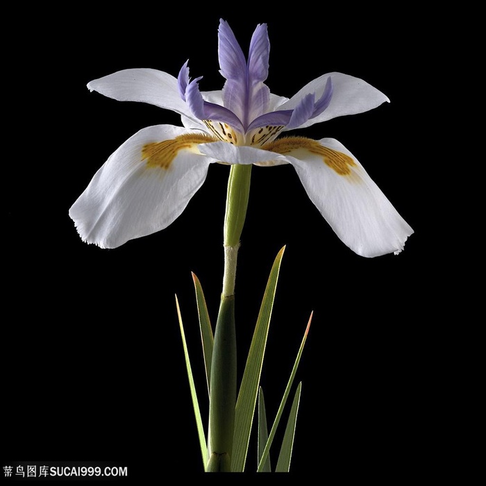 超高清鸢尾鲜花图片