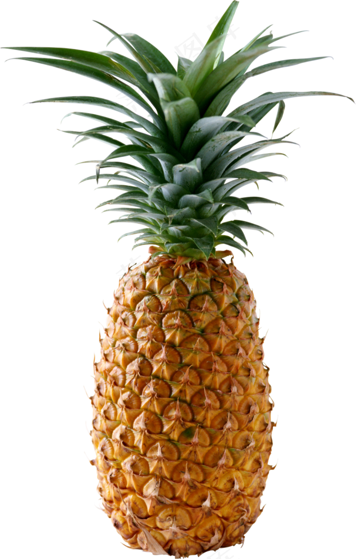PNG 菠萝 