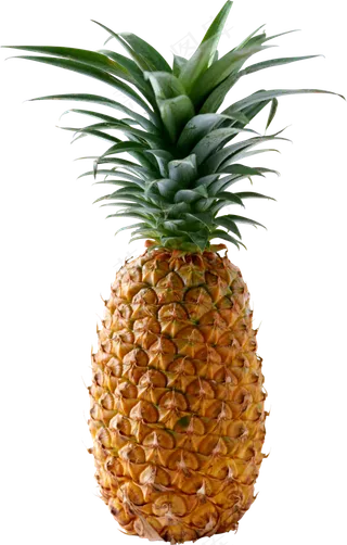 PNG 菠萝 