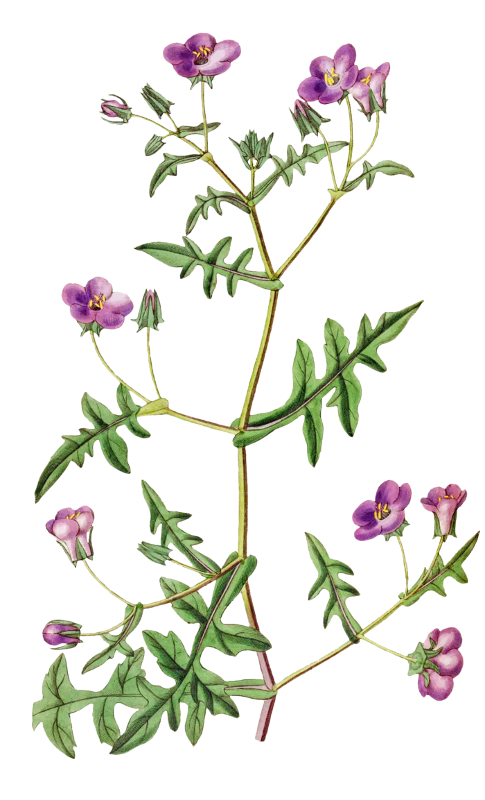 复古手绘植物花卉玫瑰花PNG免扣图案高清图片PS设计素材图