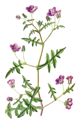 复古手绘植物花卉玫瑰花PNG免扣图案高清图片PS设计素材图