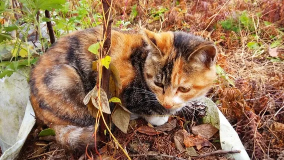 一只可爱的小花猫