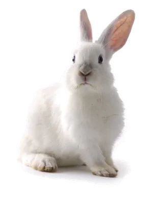 小白兔兔子兔年