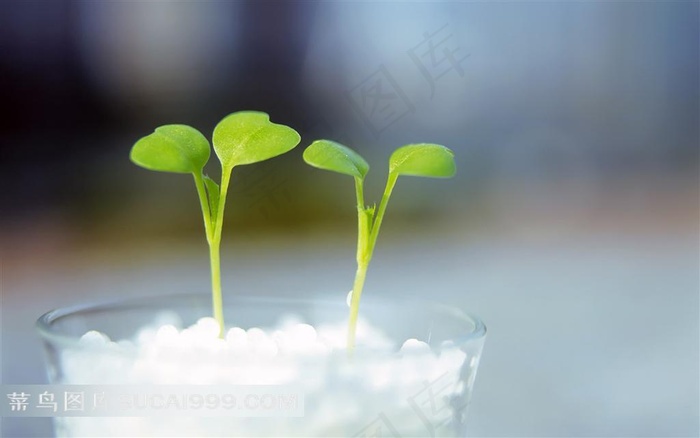 玻璃花盆里的两个嫩芽
