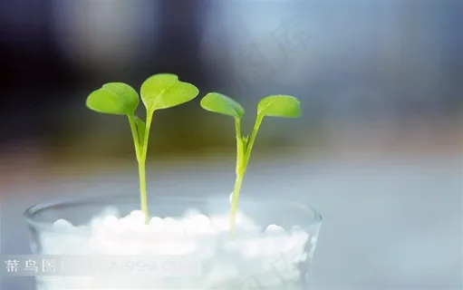玻璃花盆里的两个嫩芽 玻璃花盆里的两个嫩芽