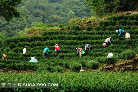 茶园里采茶忙