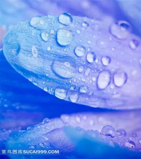 唯美紫色花瓣上的露珠高清摄影图片