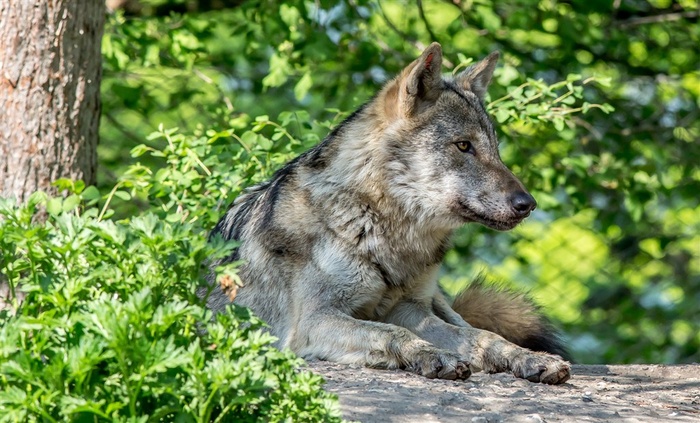 在观望猎物的狼图片