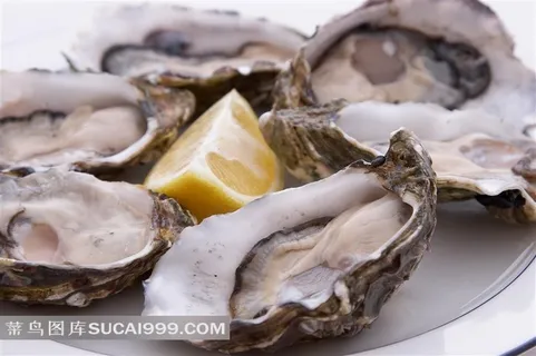 生蚝图片素材