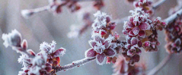 冬天冬季树枝雪景唯美浪漫大雪小雪结冰摄影图(1712x704)