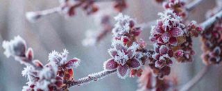 冬天冬季树枝雪景唯美浪漫大雪小雪结冰摄影图