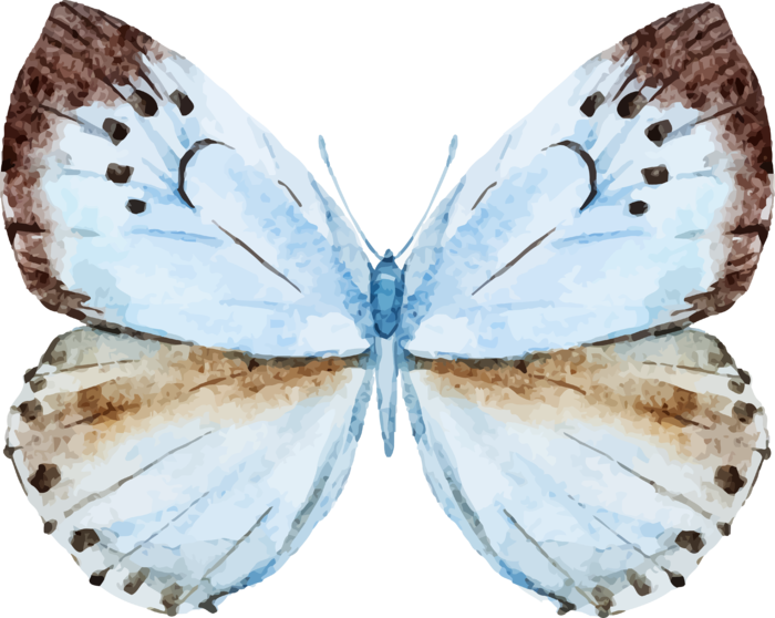 卡通动画动画蝴蝶免扣PNG手绘插画图片素材 (18)