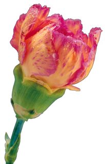 高清康乃馨图片下载