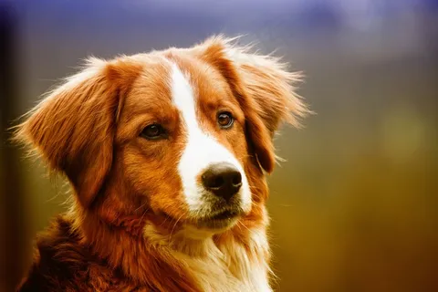 呆萌宠物狗肖像图片 呆萌宠物狗肖像图片