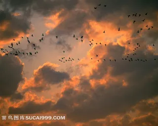 飞翔的小鸟剪影素材