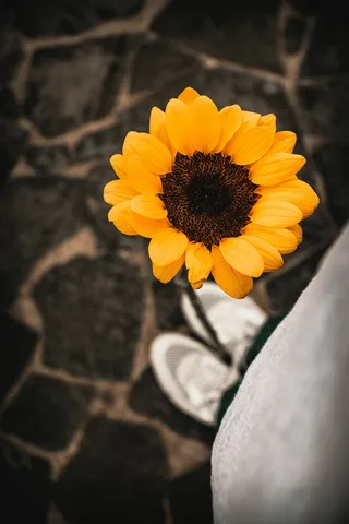 黄色向日葵摄影素材