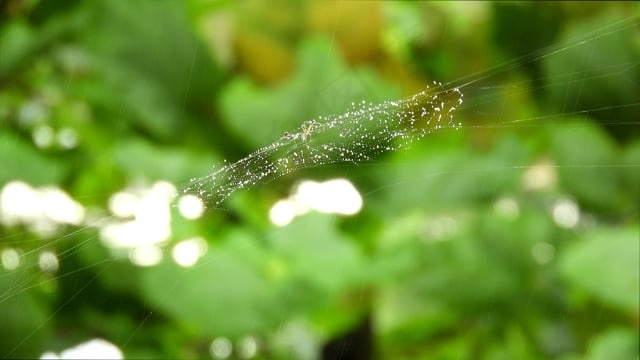 , 滴, 雨, 院子, 哥伦比亚
