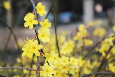 高清迎春花图片下载 高清迎春花图片下载