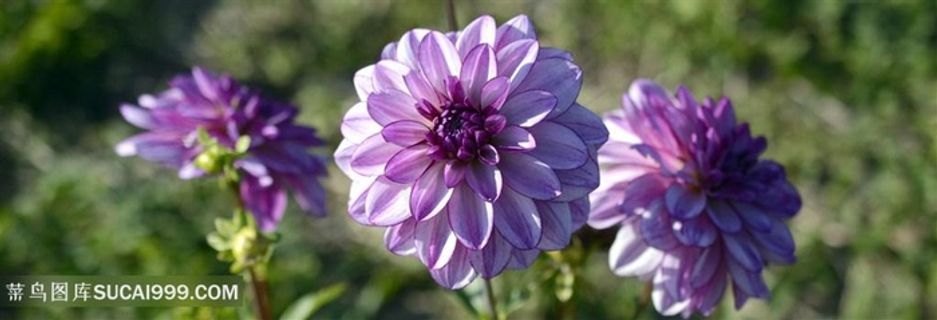 唯美淡紫色大丽花鲜花图片