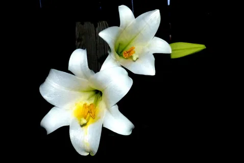 香水百合花图片 香水百合花图片