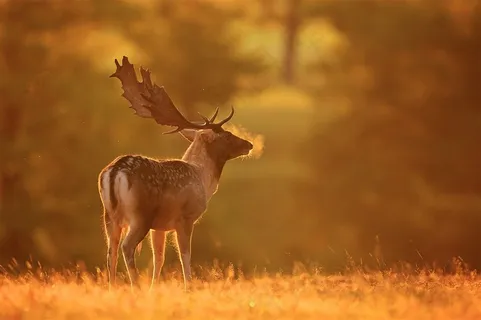 温顺的麋鹿图片动物大全 温顺的麋鹿图片动物大全