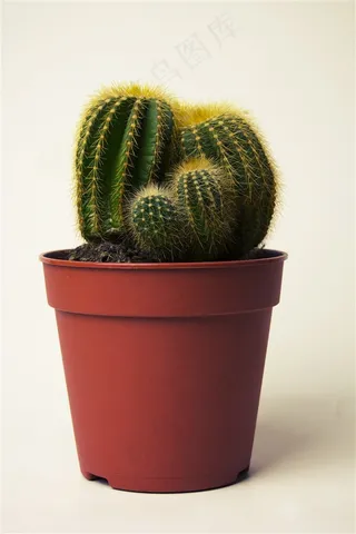 花盆仙人球摄影图片