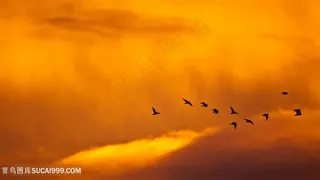 晚霞飞鸟风景画壁纸