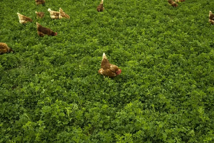 鸡群觅食图片