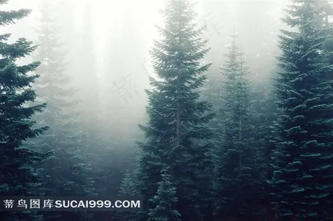 高清迷雾森林 高清迷雾森林