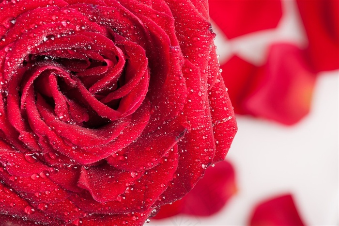 沾满水珠的红玫瑰高清图片