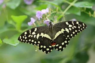 燕尾蝴蝶休憩图片