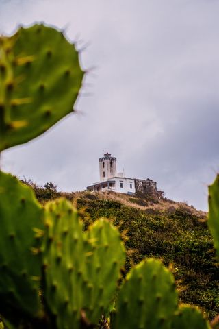 绿色仙人掌仙人球摄影素材