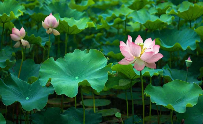 夏天荷塘荷花池荷叶绿色清新，夏至立夏大暑小暑摄影图(1408x864)