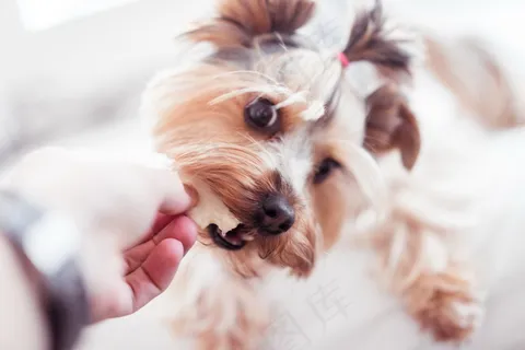 可爱约克夏梗犬图片 可爱约克夏梗犬图片